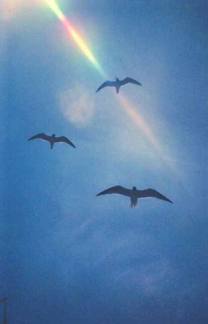 seagulls flying, caught by sunray